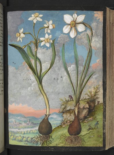 Narcissus tazetta en Narcissus poeticu: Planten met witte bloemblaadjes, uit "Schilderijen van Flora van de Romeinse Staten" door Gherardo Cibo door Gherardo Cibo