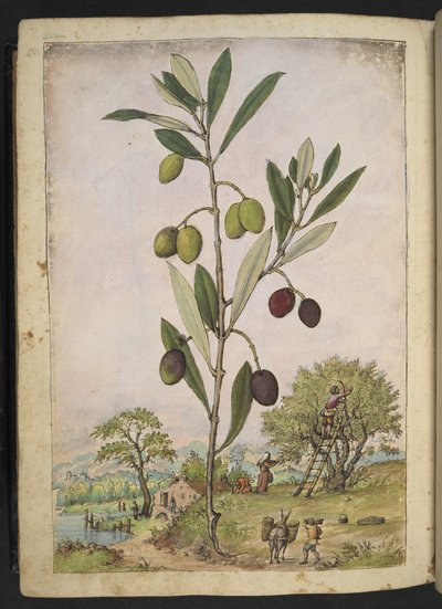 Olea europaea (Olijfboom), uit 
