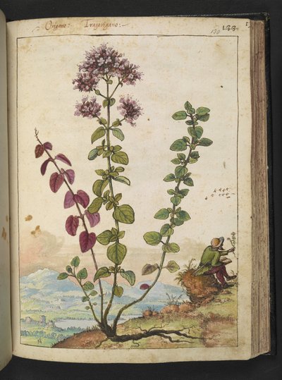 Origanum vulgare, uit 