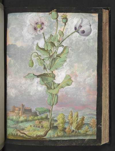 Papaver somniferum: Een plant met witte bloemblaadjes, uit "Schilderijen van Flora van de Romeinse Staten" door Gherardo Cibo door Gherardo Cibo