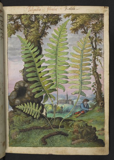 Polypodium, uit 