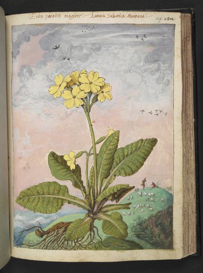 Primula eliator: Een plant met gele bloemblaadjes, uit 