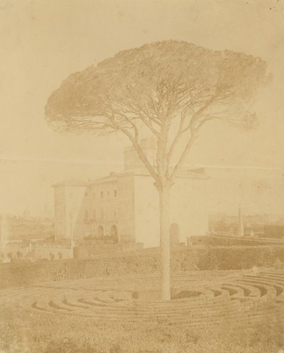 [Boom in Formele Tuin Buiten Palazzo], 1860s-70s door Giacomo Caneva