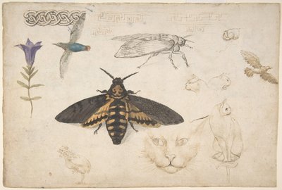 Studies van een Gentiaan, Mot, Vogels, Katten, Vlechtmotief en Griekse Fretten recto, 1530-40 door Giorgio di Giovanni