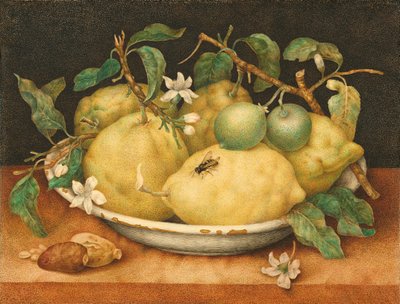 Stilleven met een Kom Citroenen, c.1640 door Giovanna Garzoni