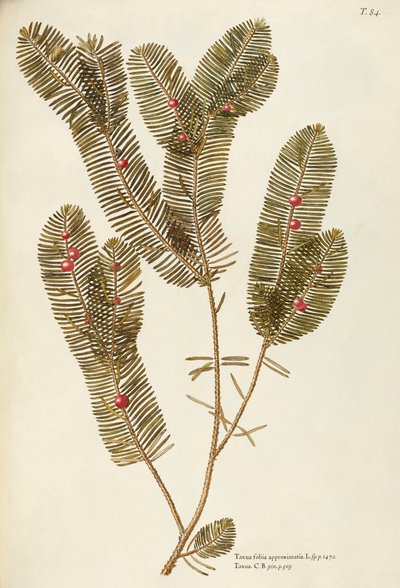 Europese taxus (Taxus baccata), Taxaceae door Giovanni Antonio Bottione