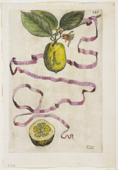 Idem Aurantium Limonis Effigle, uit Hesperides, 1646 door Giovanni Battista Ferrari