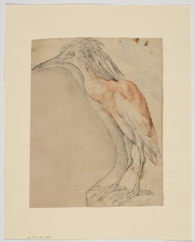 Reiger, recto (krijt op papier) door Giovanni da Udine (after)