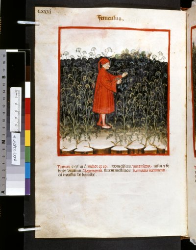 Theatrum sanitatis door Ububchasym de Baldach: 