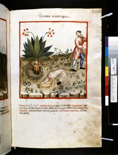 Theatrum sanitatis door Ububchasym de Baldach: 