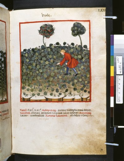 Theatrum sanitatis door Ububchasym de Baldach: 