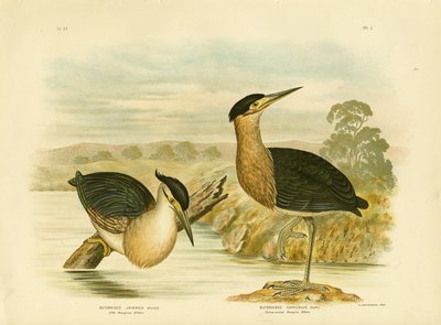 Kleine mangrovereiger, 1891 door Gracius Broinowski