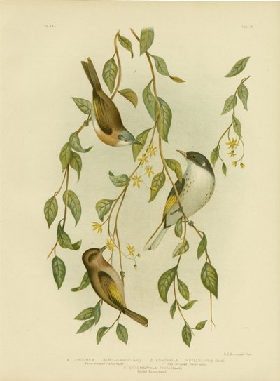Witkeel-honingeter, 1891 door Gracius Broinowski