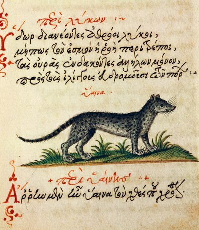 Verhandeling over Hyena, test en miniatuur uit De animalium natura et proprietate libellus, door Aelianus door Greek School