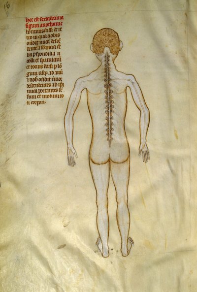 Anatomie en chirurgische borden: ruggenmerg (in de wervels van de wervelkolom). In “Liber notabilium Philippi septimi francorum regis, a libris Galieni extratus” door Gui de Pavia circa 1345. Chantilly, Musee Conde door Guido da Vigevano da Pavia