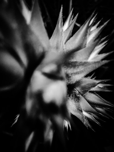  door Guilherme Pontes