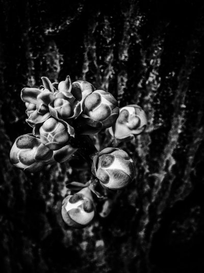  door Guilherme Pontes