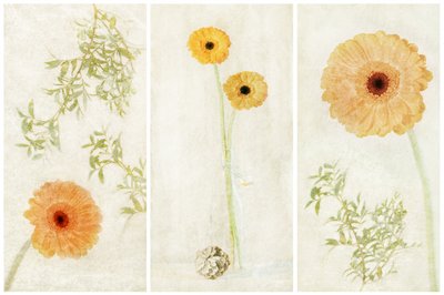 Soft Gerbera-drieluik door Gustav Davidsson