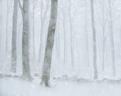 Winters bos met sneeuw door Gustav Davidsson