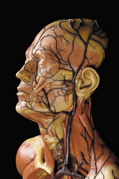 (detail) van een mannelijk anatomisch ecorché model, met spieren, slagaders en aders, de bloedsomloop en het zenuwstelsel door Gustav Zeiller