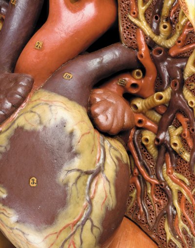 (detail) van een mannelijk anatomisch ecorché model, met spieren, slagaders en aders, de bloedsomloop en het zenuwstelsel door Gustav Zeiller
