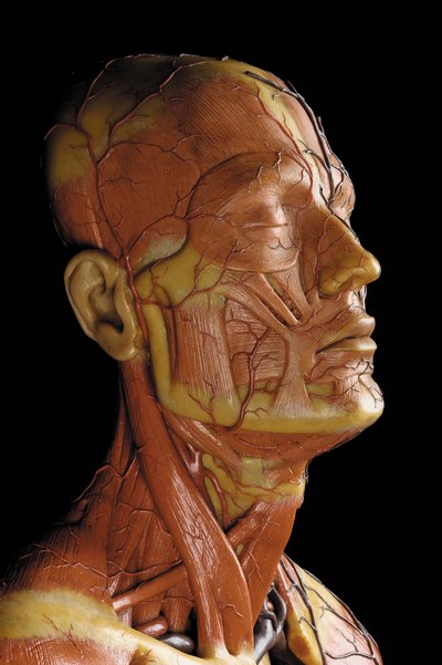 Detail van een mannelijk anatomisch ecorché model, met spieren, slagaders en aderen, de bloedsomloop en het zenuwstelsel door Gustav Zeiller