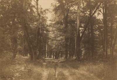 Bas-Bréau, Bos van Fontainebleau door Gustave Le Gray