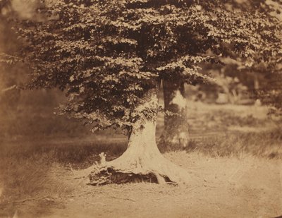 Beukenboom, Bos van Fontainebleau,c. 1856 (foto) door Gustave Le Gray