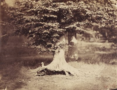 De beukenboom door Gustave Le Gray