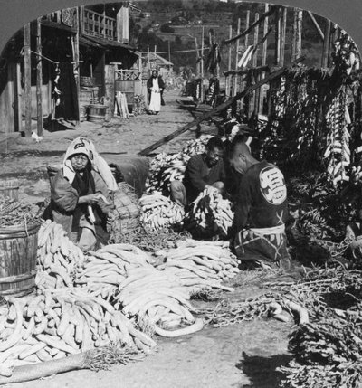 Sorteren en verpakken van daikon Japanse radijzen aan de waterkant, Atami, Japan, 1906 door H. C. White