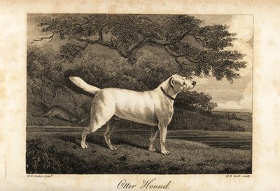 Portret van de laatste overgebleven Otterhond in Groot-Brittannië in 1812, eigendom van de Hon door H. R. Cook