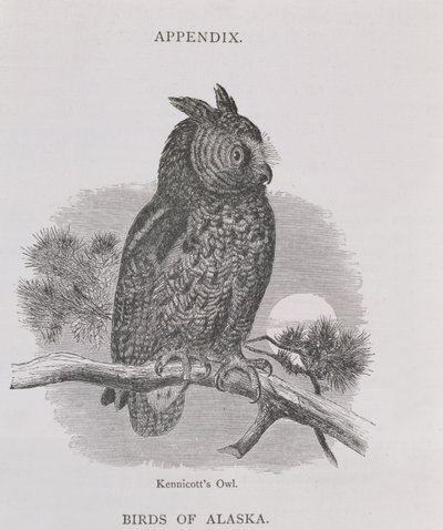 Kennicotts uil, uit Alaska and its Resources, door William H. Dall, gegraveerd door H. H. Nicholls door H. W., Elliot