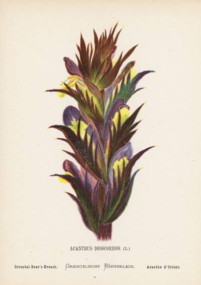 Wilde Bloemen van het Heilige Land: Acanthus Dioscoridis; Oosterse Berenklauw door Hannah Zeller