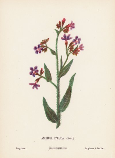 Wilde bloemen van het Heilige Land: Anchusa Italica, Retz; Bugloss door Hannah Zeller