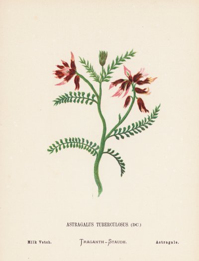 Wilde bloemen van het Heilige Land: Astragalus Tuberculosus; Veldlathyrus door Hannah Zeller