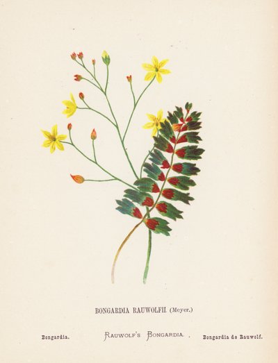 Wilde bloemen van het Heilige Land: Bongardia Rauwolfii, Meyer; Bongardia door Hannah Zeller