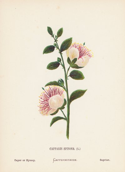 Wilde bloemen van het Heilige Land: Capparis Spinosa; Kappertjes of Hyssop door Hannah Zeller