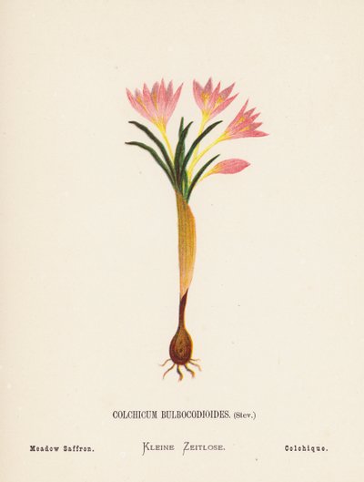 Wilde bloemen van het Heilige Land: Colchicum Bulbocodioides, Stev; Weide Saffraan door Hannah Zeller