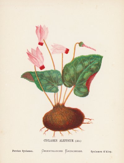 Wilde bloemen van het Heilige Land: Cyclamen Aleppicum, Ait; Perzische Cyclamen door Hannah Zeller