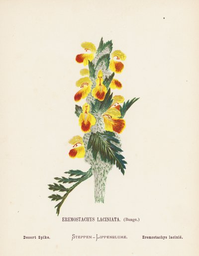 Wilde bloemen van het Heilige Land: Eremostachys Laciniata, Bunge; Woestijnspike door Hannah Zeller