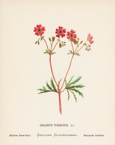 Wilde bloemen van het Heilige Land: Geranium Tuberosum; Bolvormige Kraanvogel door Hannah Zeller