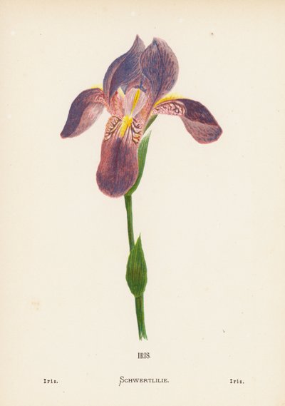 Wilde bloemen van het Heilige Land: Iris; Iris door Hannah Zeller