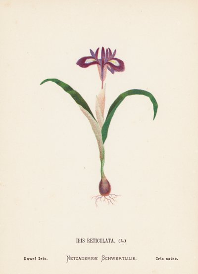 Wilde Bloemen van het Heilige Land: Iris Reticulata; Dwergiris (gekleurde gravure) door Hannah Zeller