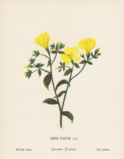 Wilde bloemen van het Heilige Land: Linum Flavum; Gele vlas (gekleurde gravure) door Hannah Zeller