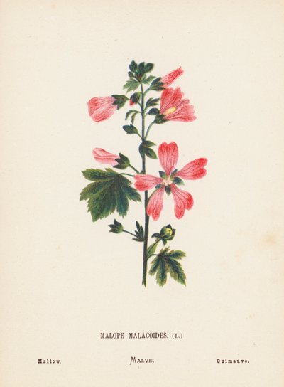 Wilde Bloemen van het Heilige Land: Malope Malacoides; Kaasjeskruid door Hannah Zeller