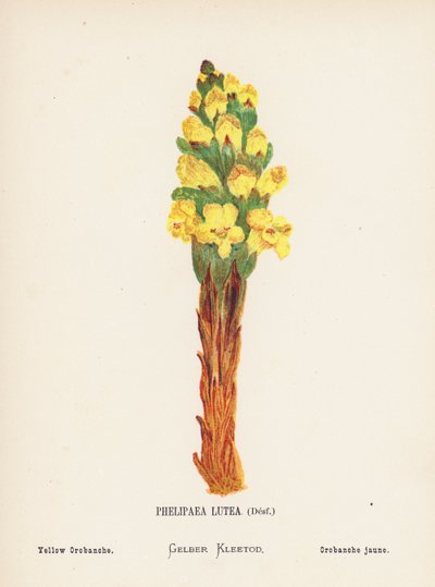 Wilde Bloemen van het Heilige Land: Phelipaea Lutea, Desf; Gele Orobanche door Hannah Zeller