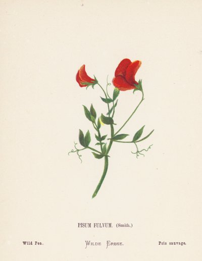 Wilde bloemen van het Heilige Land: Pisum Fulvum, Smith; Wilde erwt door Hannah Zeller