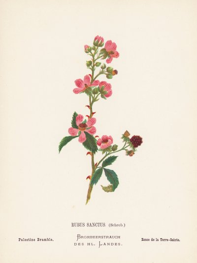 Wilde Bloemen van het Heilige Land: Rubus Sanctus, Schreb; Palestijnse Braam door Hannah Zeller