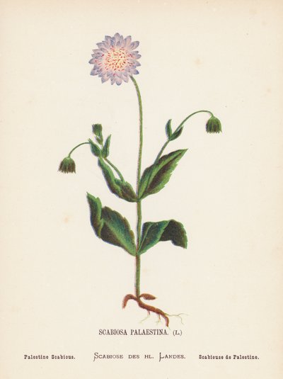 Wilde bloemen van het Heilige Land: Scabiosa Palaestina; Palestijnse Scabiosa (gekleurde gravure) door Hannah Zeller