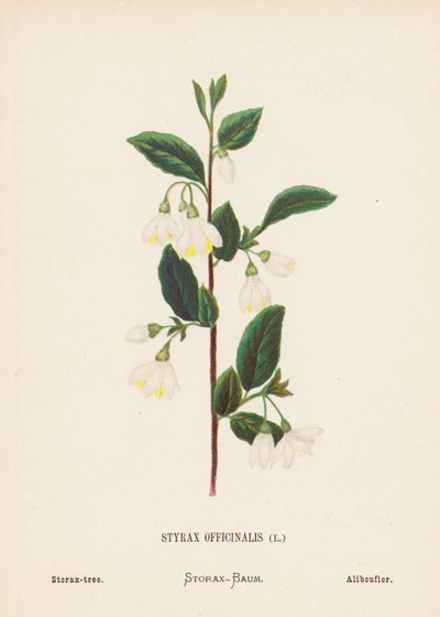 Wilde bloemen van het Heilige Land: Styrax Officinalis; Storaxboom door Hannah Zeller